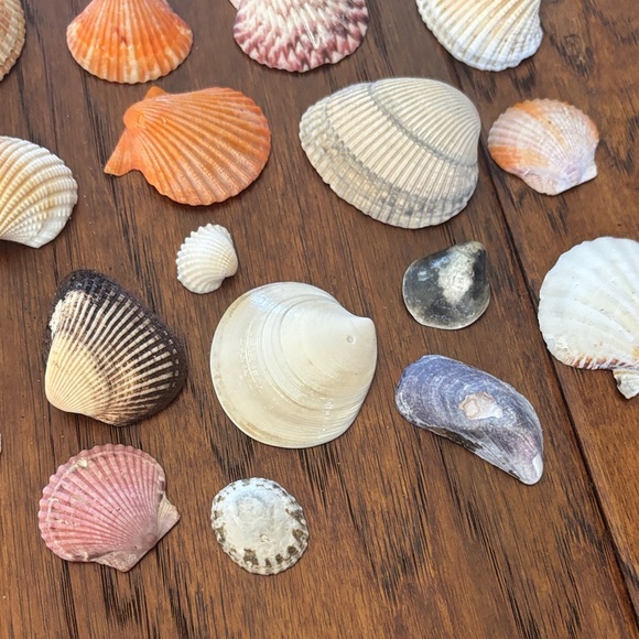 Assorted Seashell Collection - Picture 4 of 5